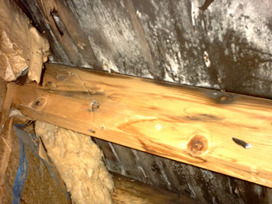 Mold in attic