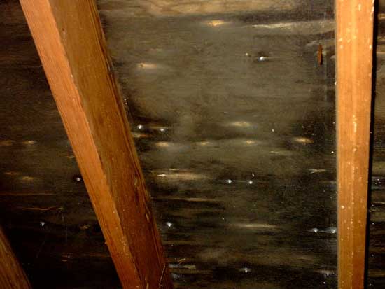 Mold Attic Mold Attic